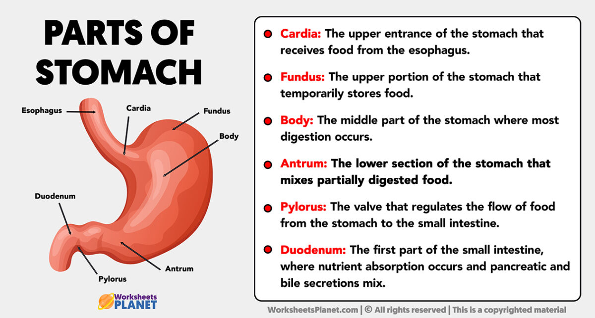 Parts Of The Stomach And Its Functions - Worksheets Planet