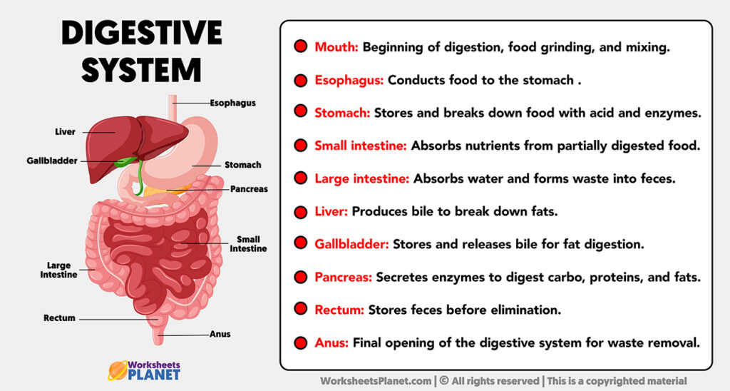 Parts of Digestive System and its Functions