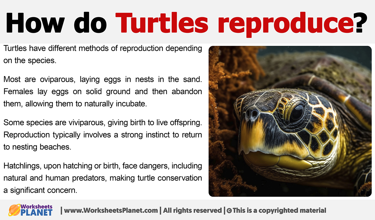 How Do Turtles Reproduce