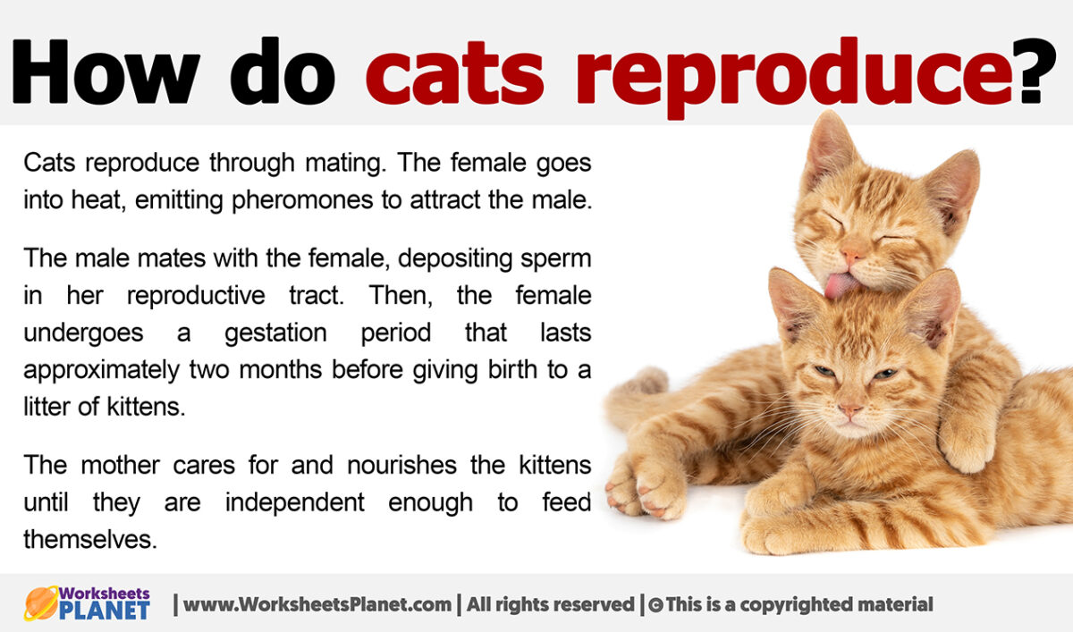 How do Cats Reproduce?