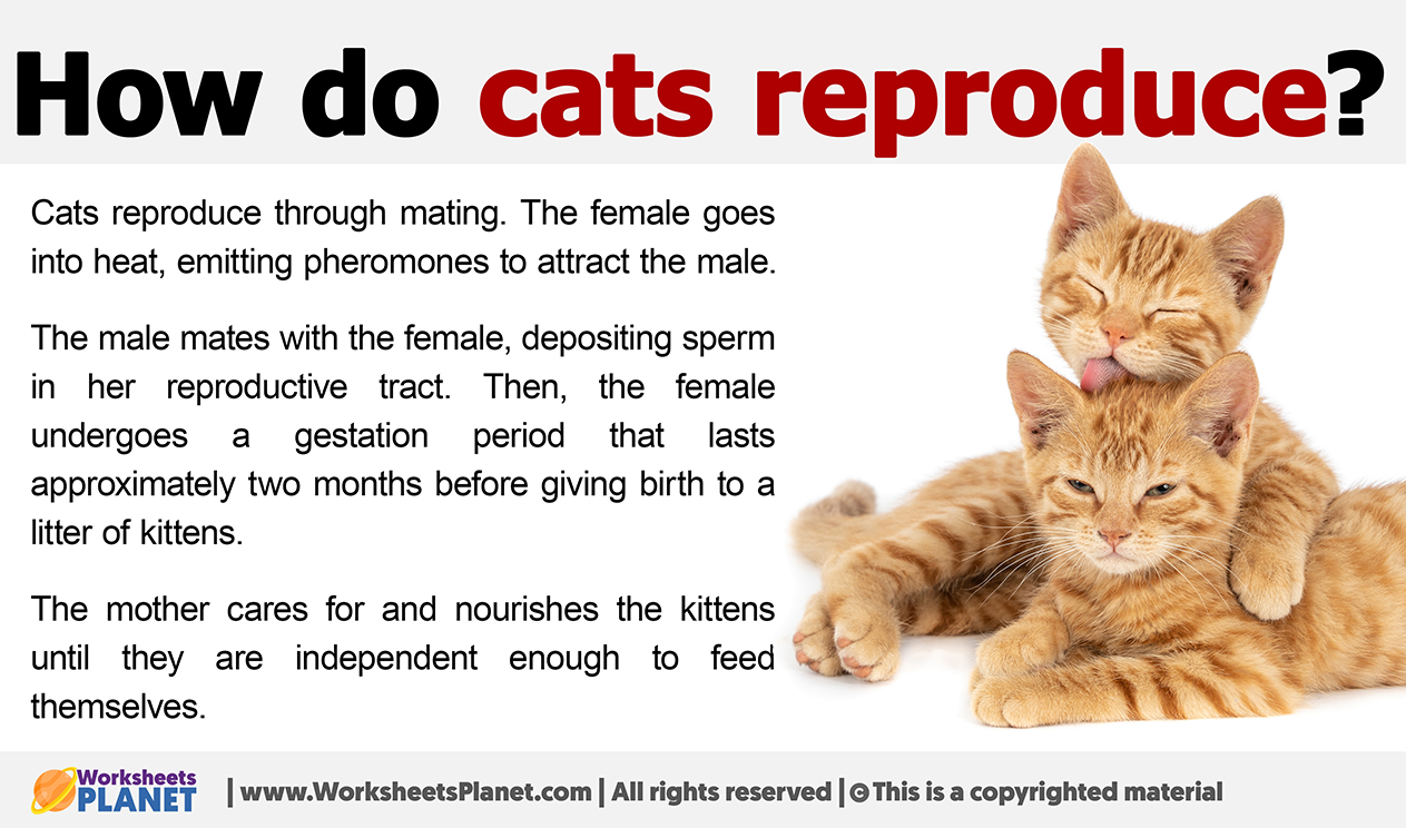 How do cats mate? Secrets of mating between a male and a female