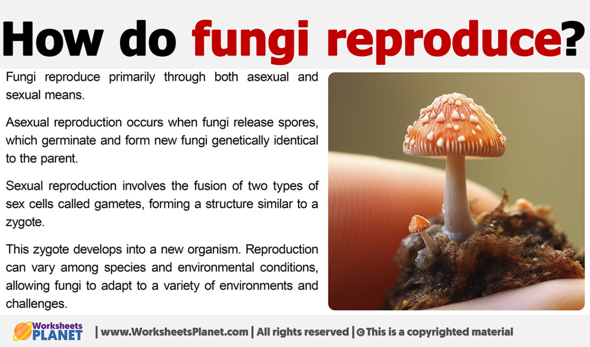 How do Fungi Reproduce?