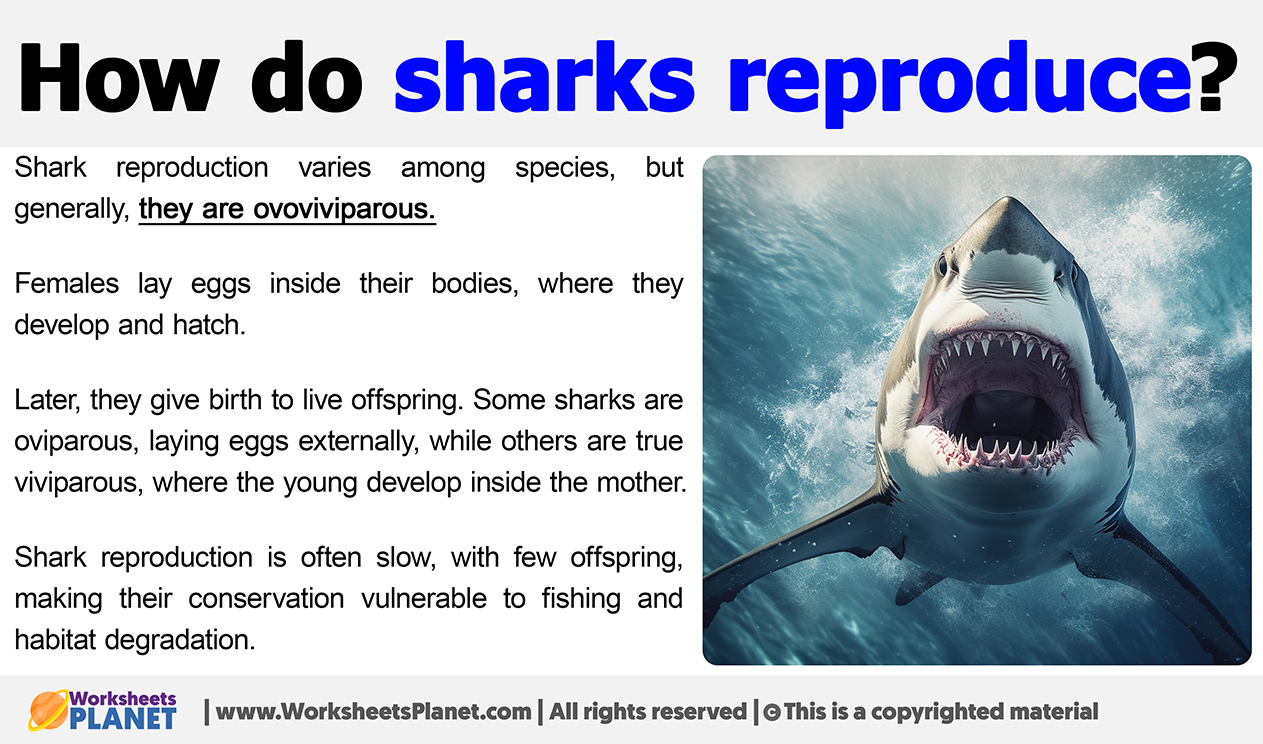 How Do Sharks Reproduce