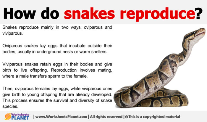 How Do Snakes Reproduce?