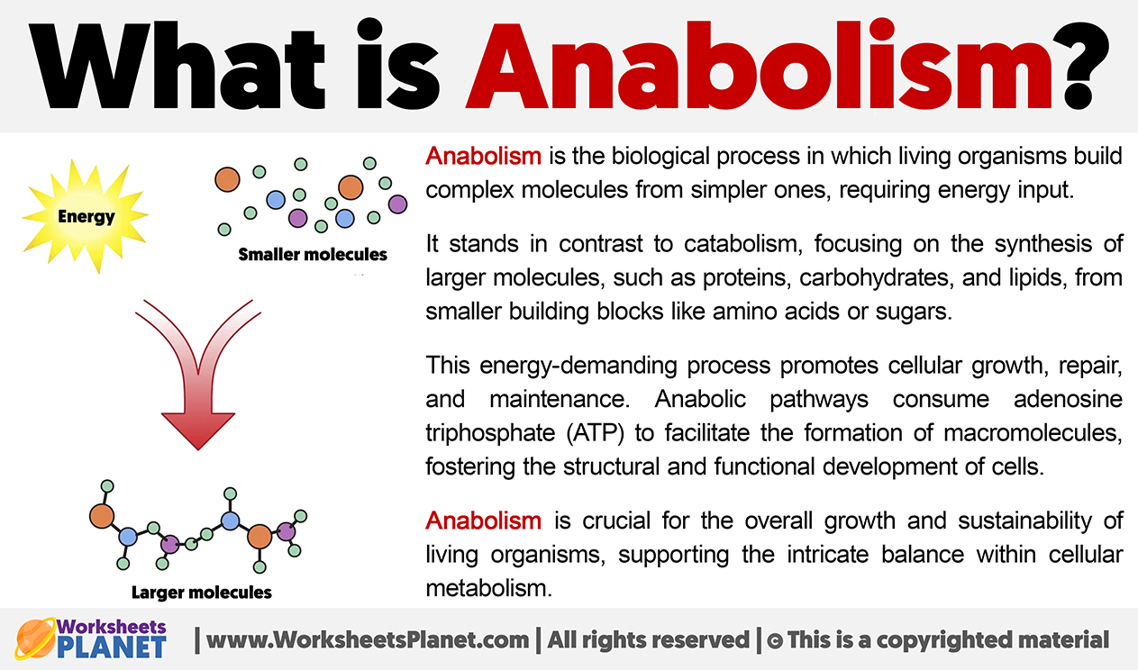 What Is Anabolism