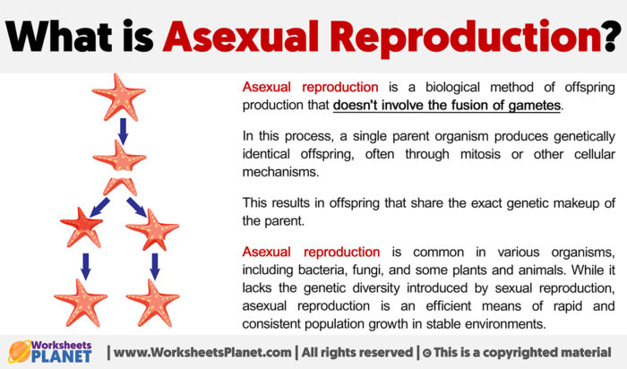 What is Asexual Reproduction 