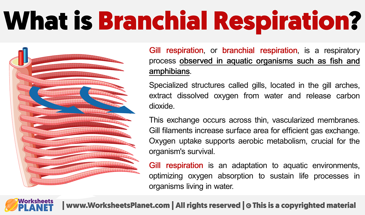 What Is Branchial Respiration