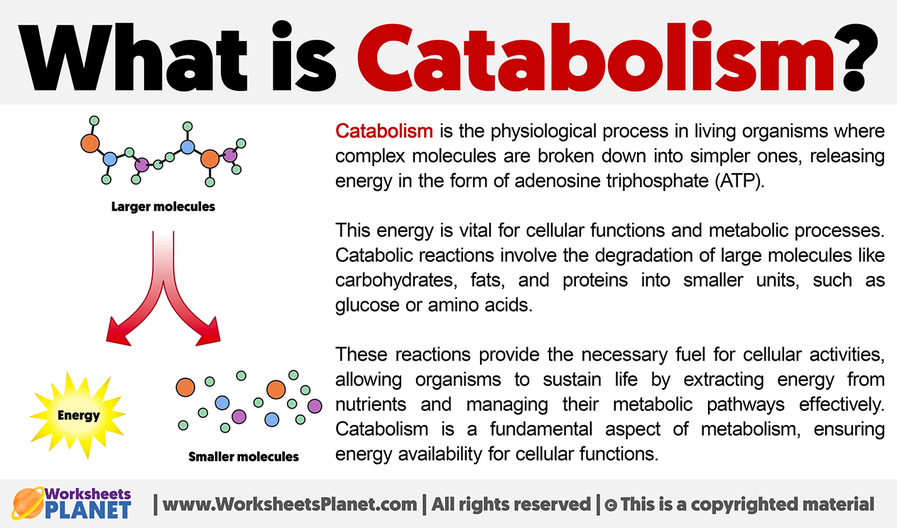 What Is Catabolism