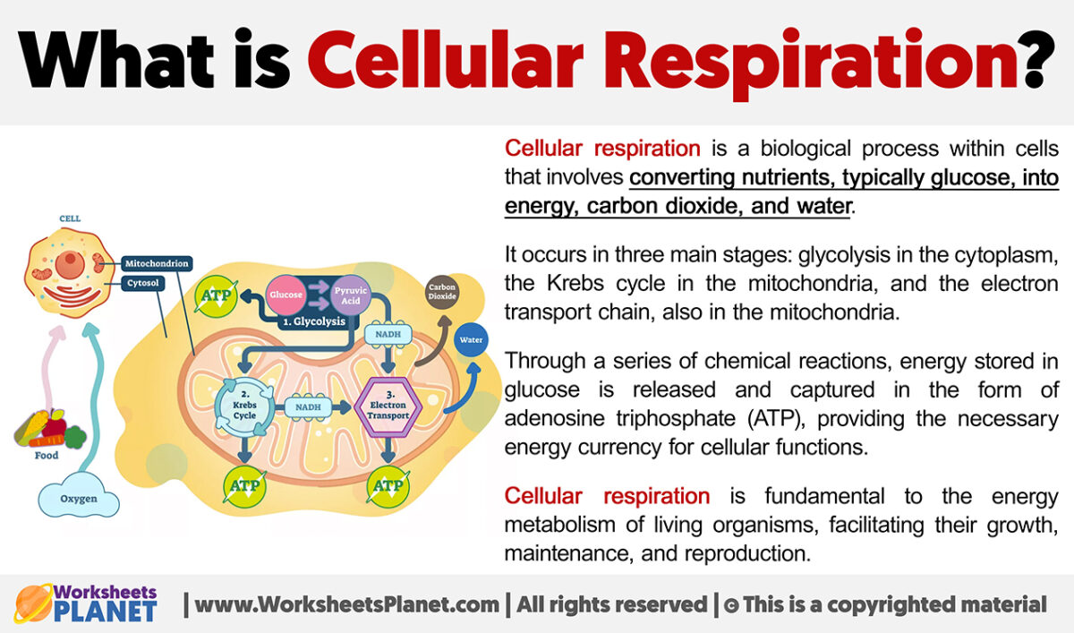 What is Cellular Respiration?