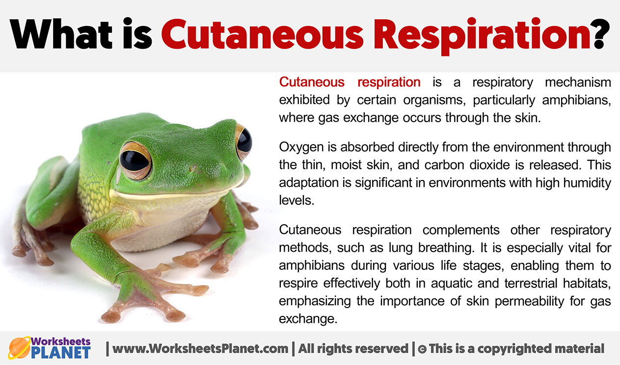 What Is Cutaneous Respiration