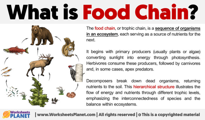 What Is Food Chain | Definition Of Food Chain