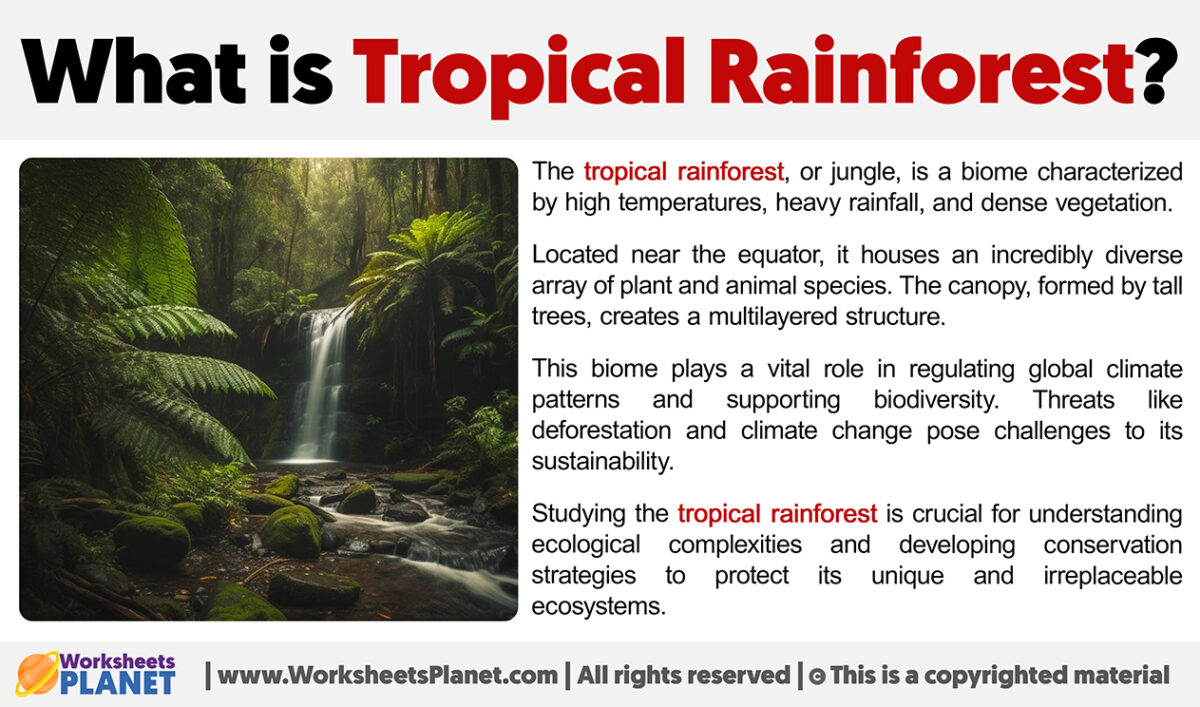 What is the Tropical Rainforest?