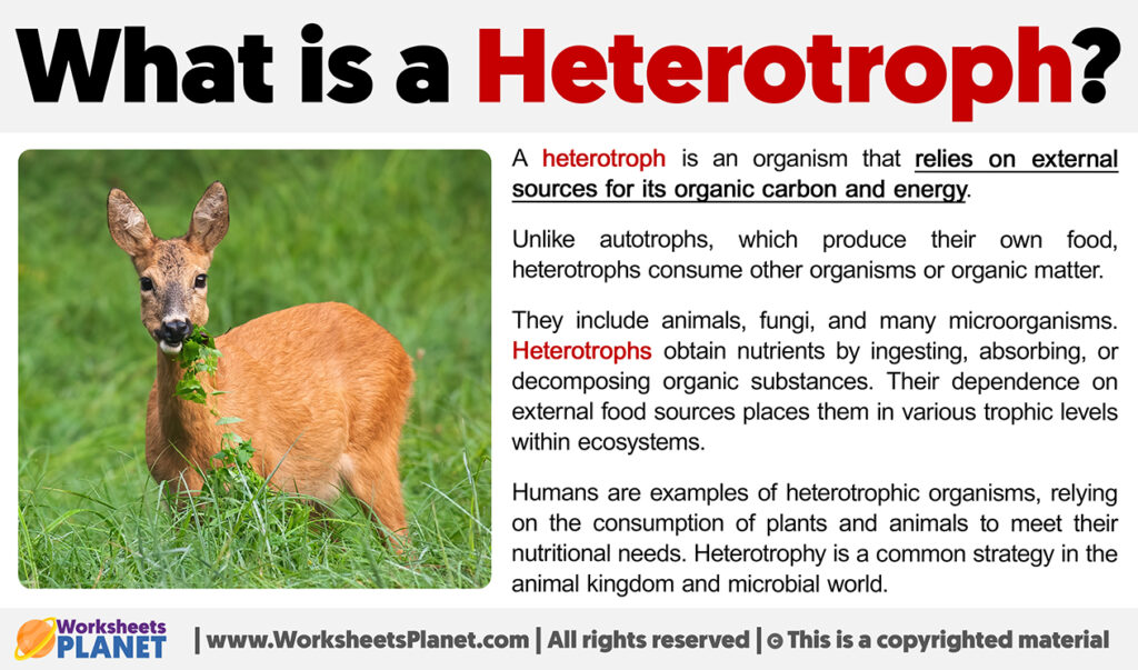 What Is An Heterotroph Definition Of Heterotroph 