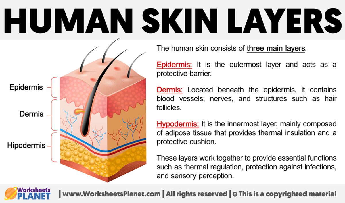 Human Skin Layers | Dermis, Epidermis and Hypodermis