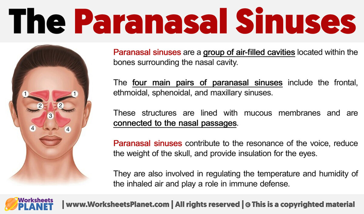 What are Paransal Sinuses?