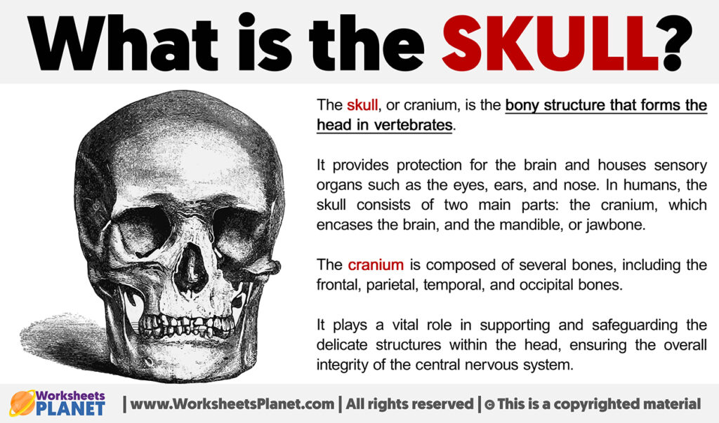 What is the Skull or Cranium?