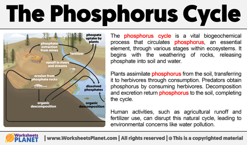 What is the Phosphorus Cycle