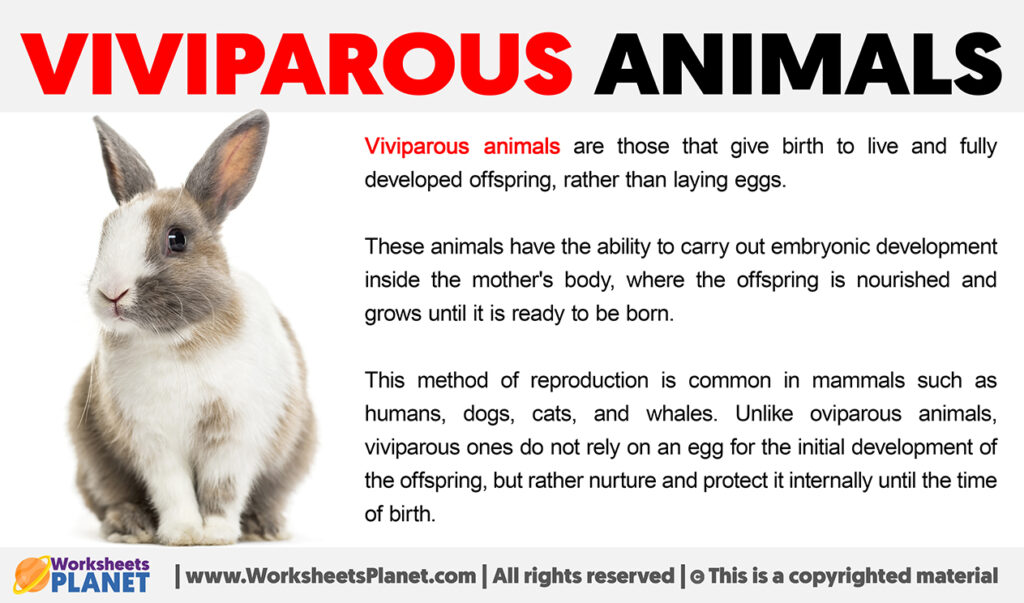 What are Viviparous Animals?