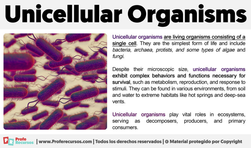 What are Unicellular Organisms?