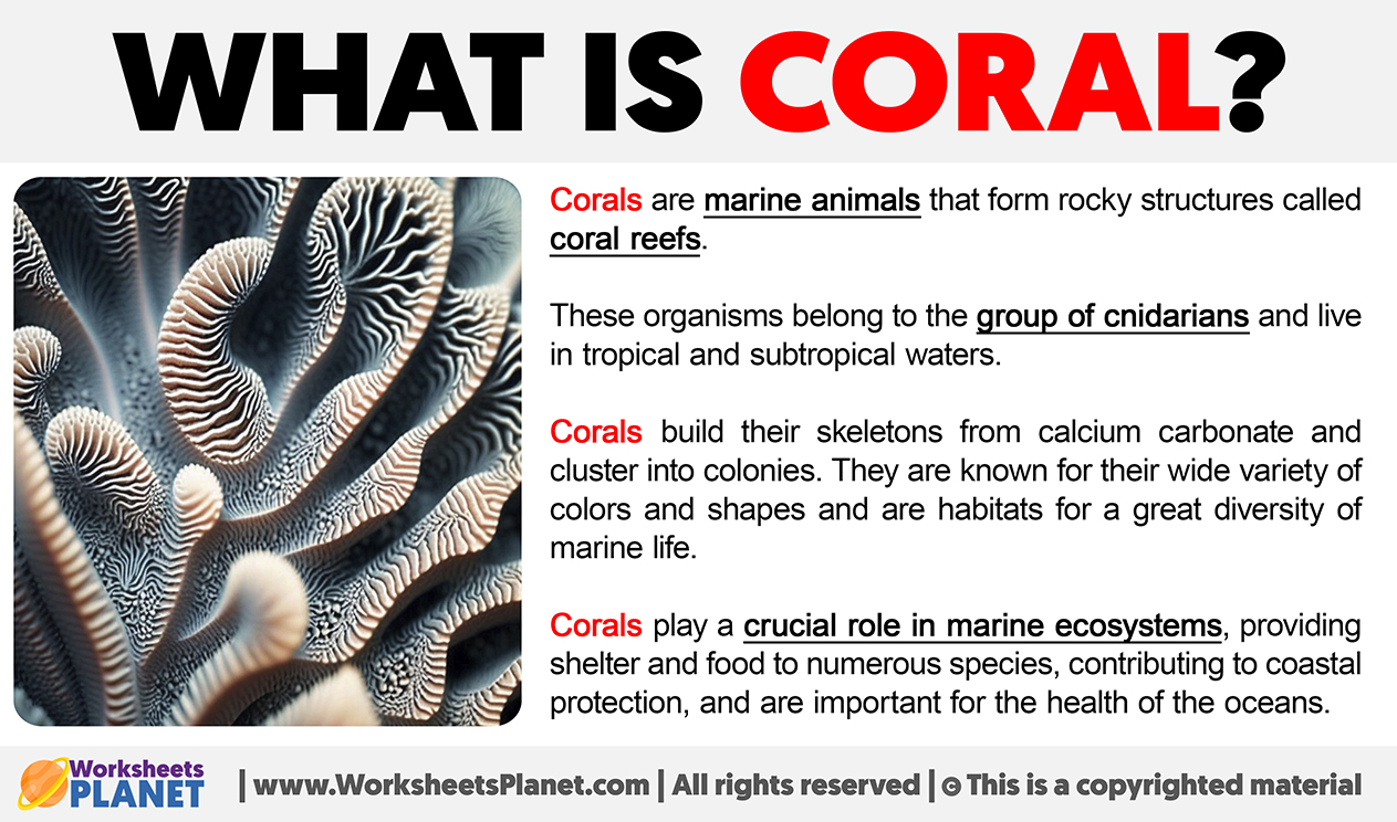 What Is Coral