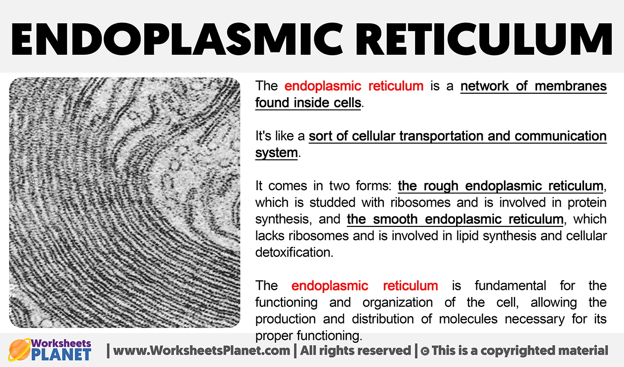 What Is Endoplasmic Reticulum