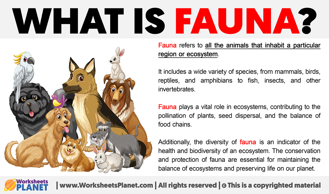 What Is Fauna