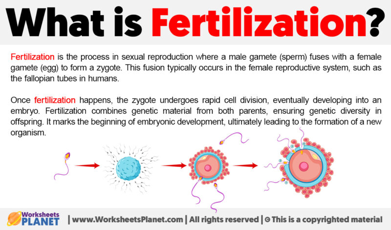 What Is Fertilization | Definition Of Fertilization