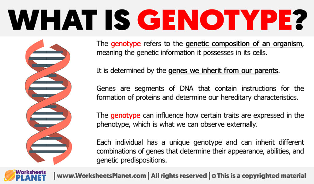 What is Genotype | Definition of Genotype