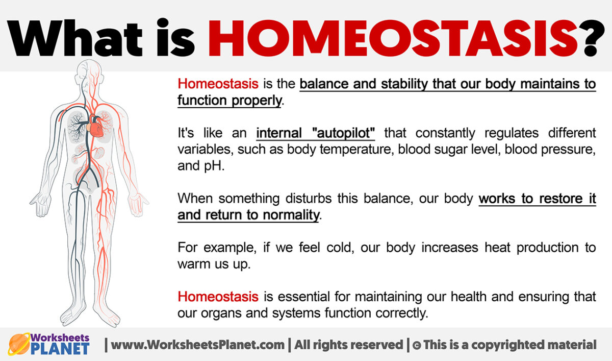 What Is Homeostasis 1200x707 
