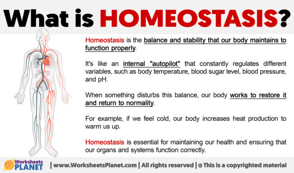 What Is Homeostasis | Definition Of Homeostasis