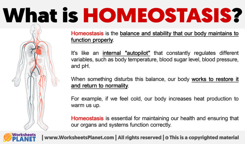 What Is Homeostasis Definition Of Homeostasis   What Is Homeostasis 800x471 