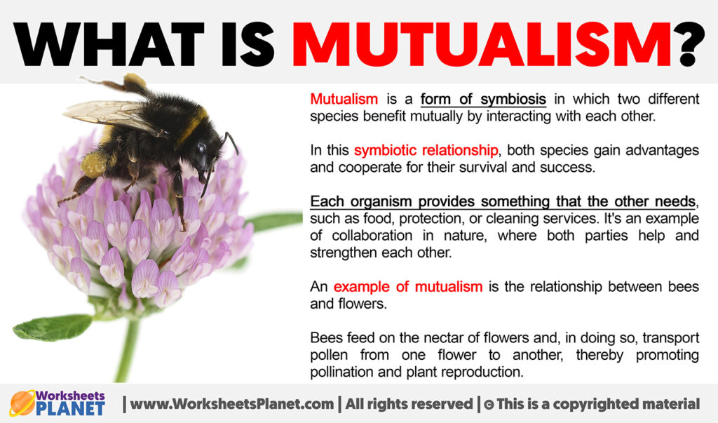 What Is Mutualism   What Is Mutualism 1024x603 