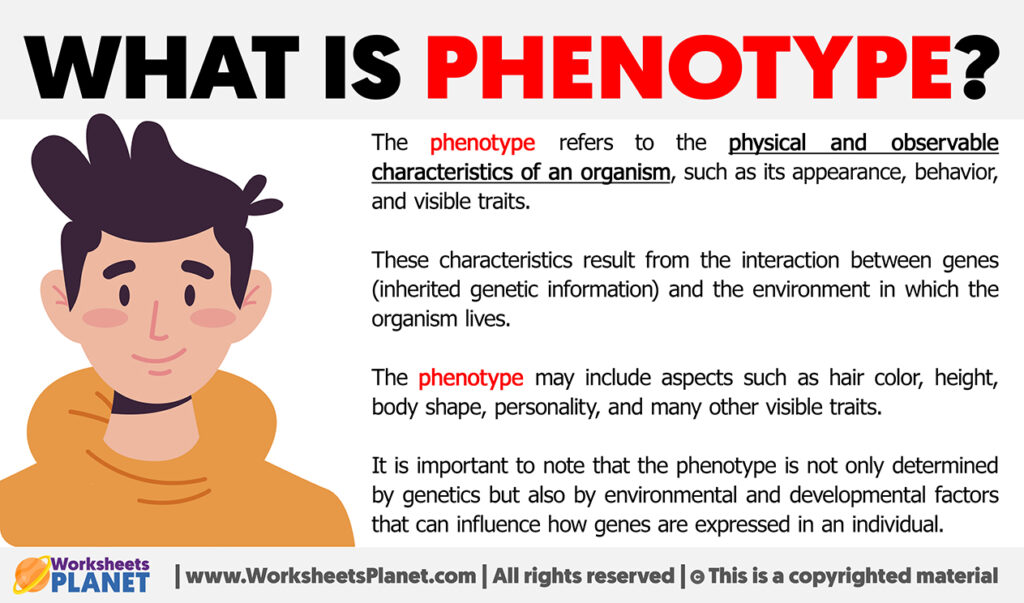 What is Phenotype | Definition of Phenotype