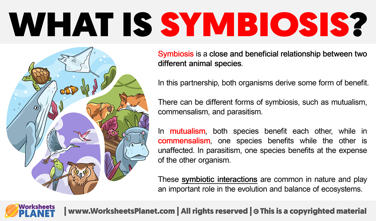 What Is Symbiosis