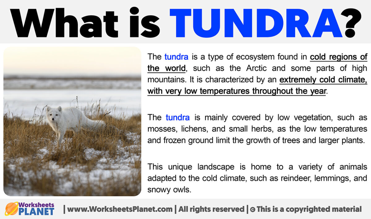 What is Tundra Definition of Tundra