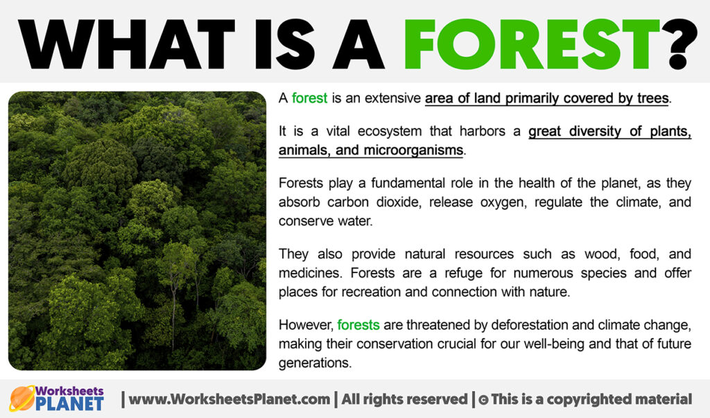 what-is-a-forest-definition-of-forest