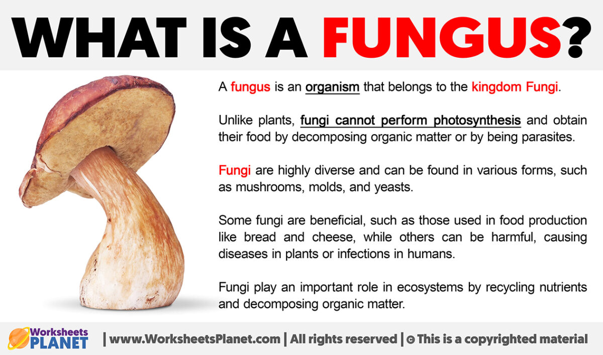 What is a Fungus | Definition of Fungus