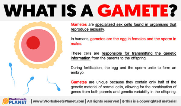 What is a Gamete | Definition of Gamete