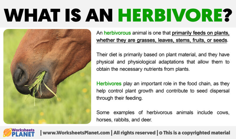 What is an Herbivore | Definition of Herbivore Animal