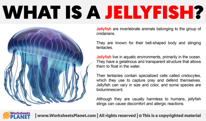 What is a Jellyfish | Definition of Jellyfish