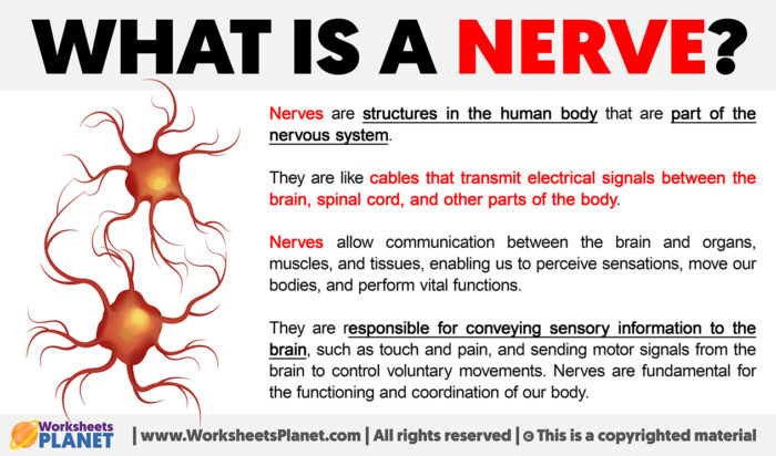 What is a Nerve | Definition of Nerve