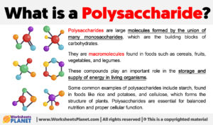 What Is A Polysaccharide