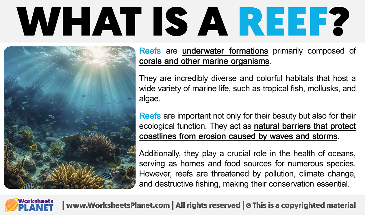 What Is A Reef