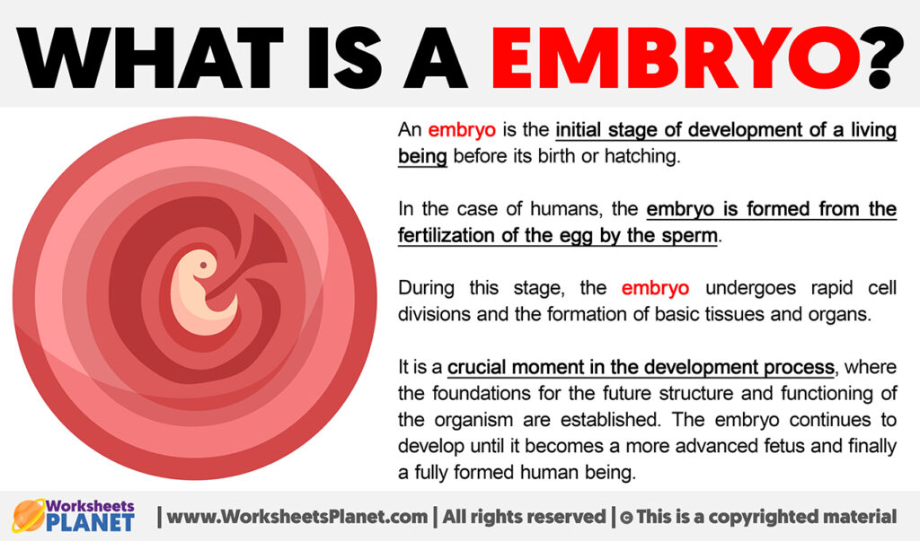 what-is-an-embryo-definition-of-embryo