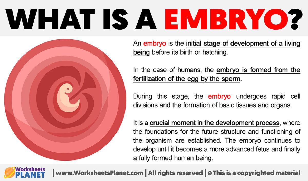 what-is-an-embryo-definition-of-embryo