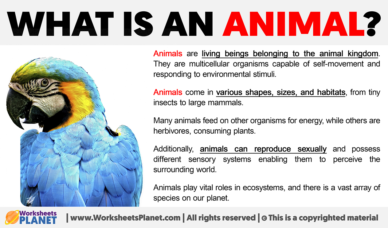 What Is An Animal