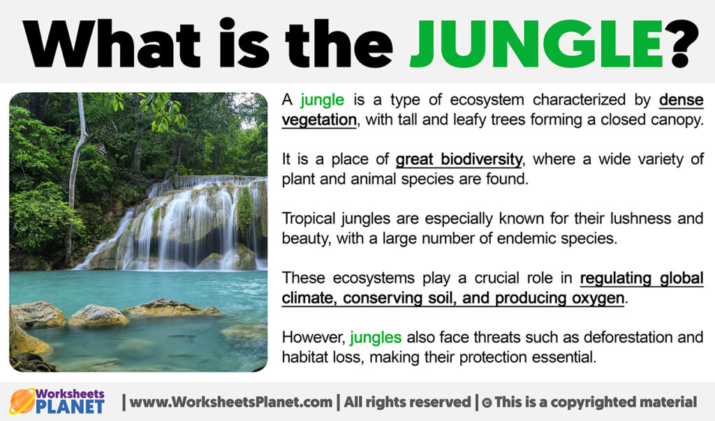 what-is-a-jungle-definition-of-jungle