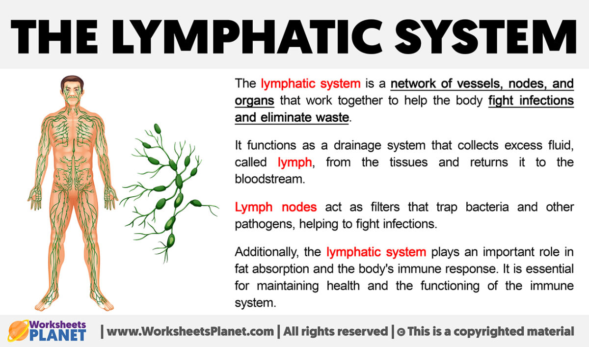 What is the Lymphatic System?