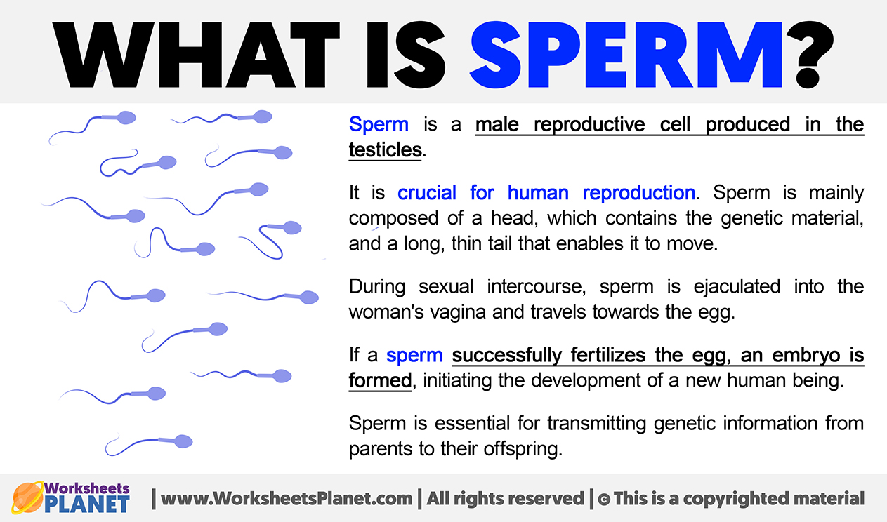 What Is The Sperm