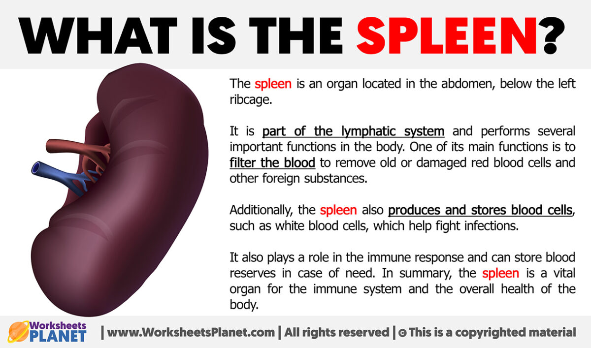 What Is The Spleen 1200x707 